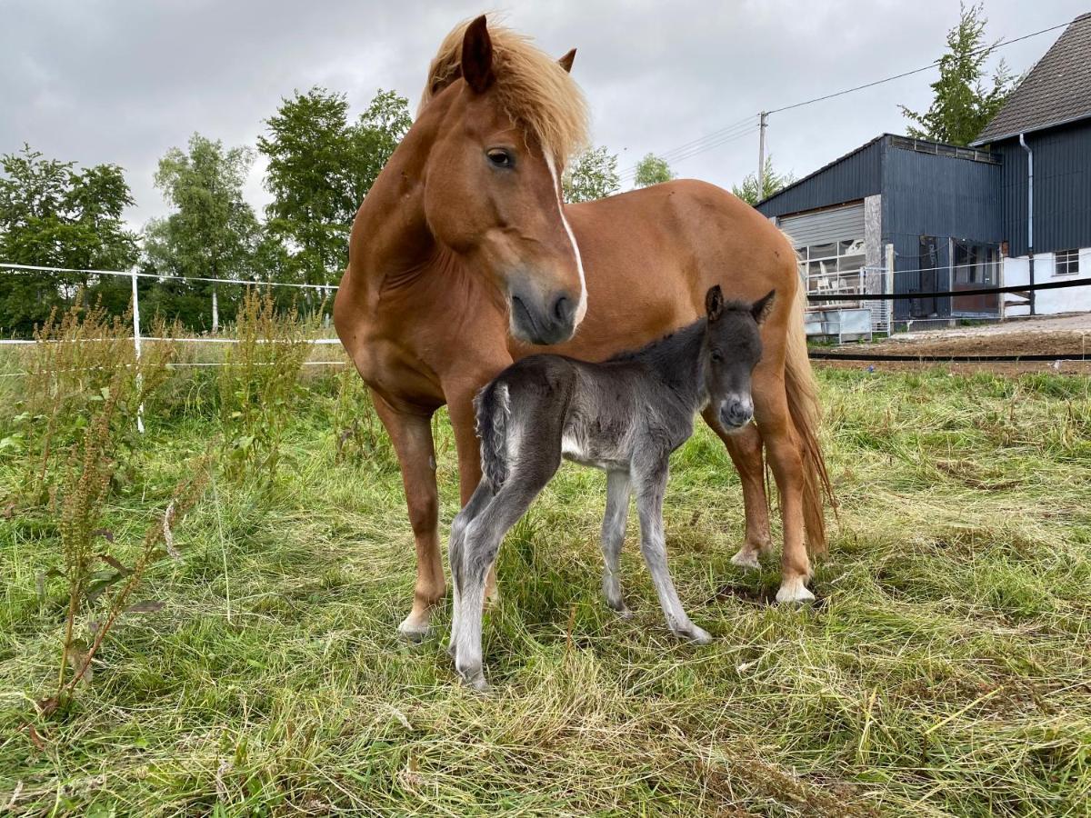 Studio - Grosses Wohn-Schlafzimmer - Dachterrasse - Kamin - Kuche - Hohes Venn - Monschau - Eifel - Hunde Willkommen Beim Hof Vierzehnender エクステリア 写真